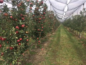 Akmal Mamarahimov created a massive farm in the steppe