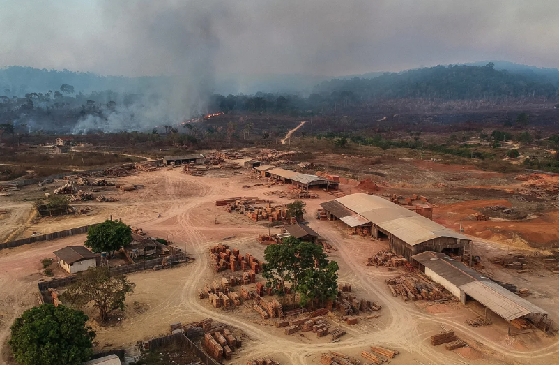 Amazon deforestation at six-year-low in Brazil after plunging 66% in July