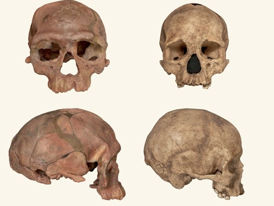 300,000-year-old skull found in China unlike any early human seen before