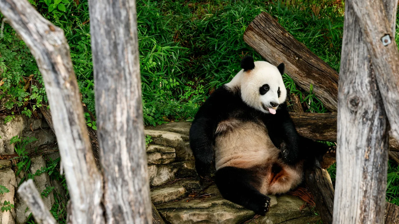 Giant panda Tian Tian celebrates last birthday in DC zoo