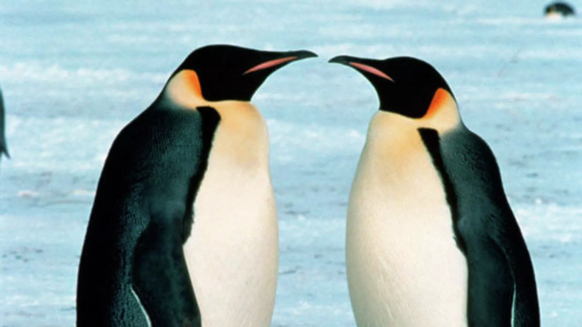 ‘Catastrophic’ loss: Huge colonies of emperor penguins saw no chicks survive last year as sea ice disappears