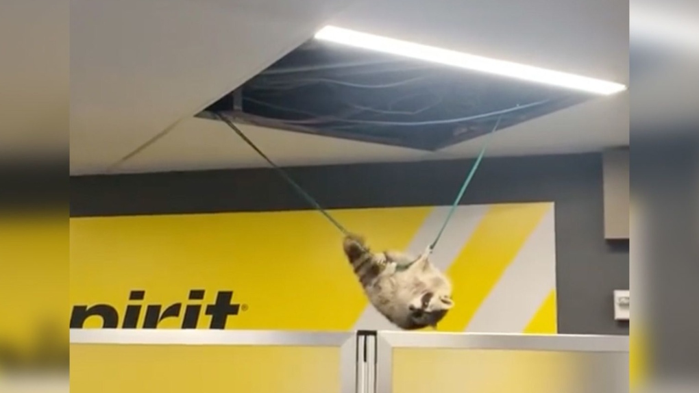 Raccoon drops from ceiling at LaGuardia Airport and goes on the run